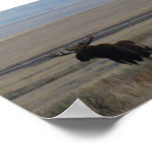 M1 Bull Moose Grote Stier Poster (Hoek)