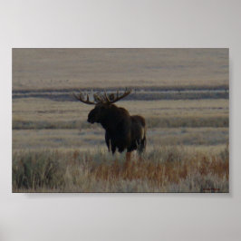 M1 Bull Moose Grote Stier Poster