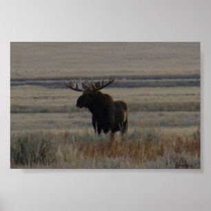 M1 Bull Moose Grote Stier Poster