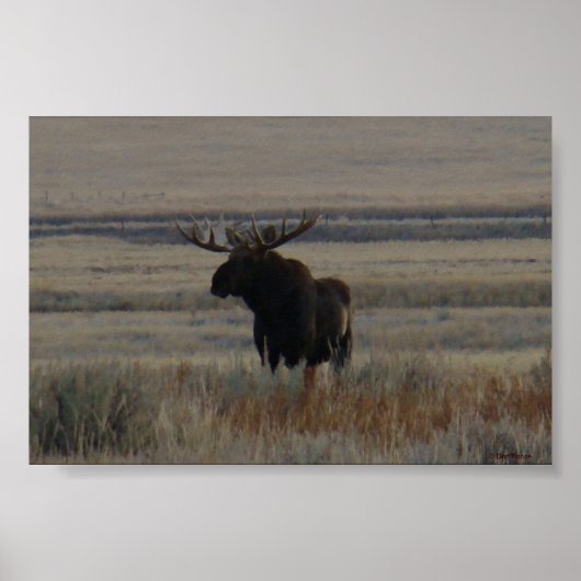 M1 Bull Moose Grote Stier Poster (Voorkant)