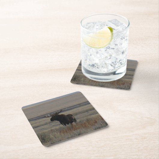 M1 Bull Moose Kartonnen Onderzetters (Insitu)