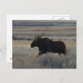 M2 Bull Moose Big Bull Briefkaart (Voorkant / Achterkant)