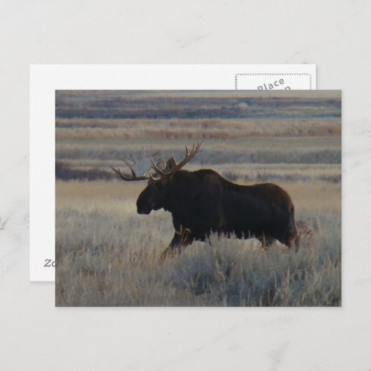 M2 Bull Moose Big Bull Briefkaart (Voorkant / Achterkant)