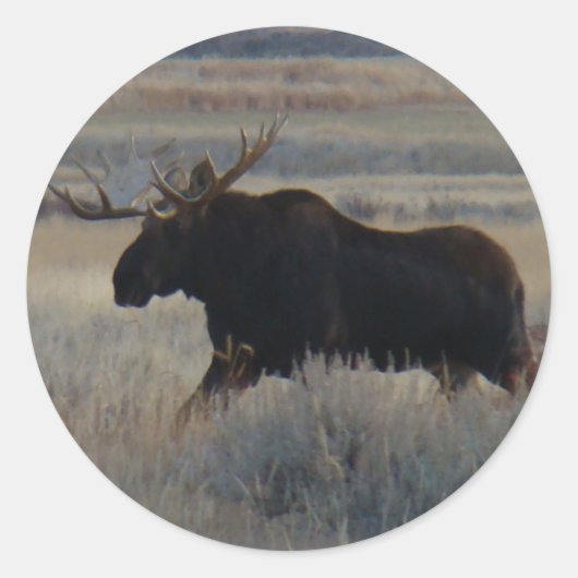 M2 Bull Moose Grote Stier Ronde Sticker (Voorkant)
