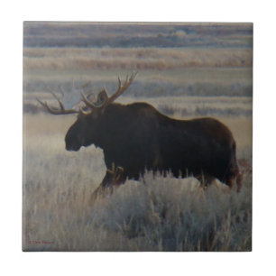 M2 Bull Moose Grote stier Tegeltje