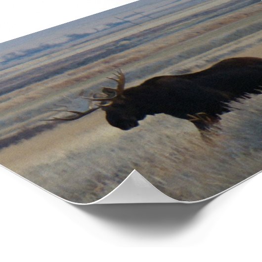 M2 Bull Moose Poster (Hoek)