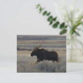 M2 Eland Elke grote stier Briefkaart (Staand voorkant)