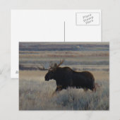 M2 Eland Elke grote stier Briefkaart (Voorkant / Achterkant)