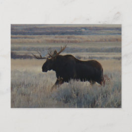 M2 Eland Elke grote stier Briefkaart