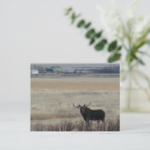 M3 Bull Moose op Farmland Briefkaart (Staand voorkant)