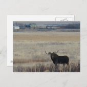 M3 Bull Moose op Farmland Briefkaart (Voorkant / Achterkant)