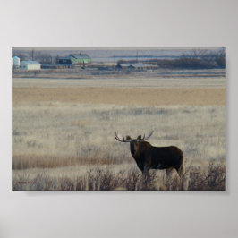 M3 Bull Moose op Farmland Poster