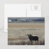 M3 Eland op landbouwgrond Briefkaart (Voorkant / Achterkant)