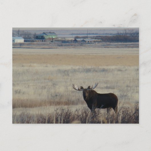 M3 Eland op landbouwgrond Briefkaart (Voorkant)