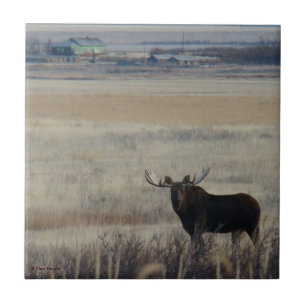 M3 eland op landbouwgrond tegeltje