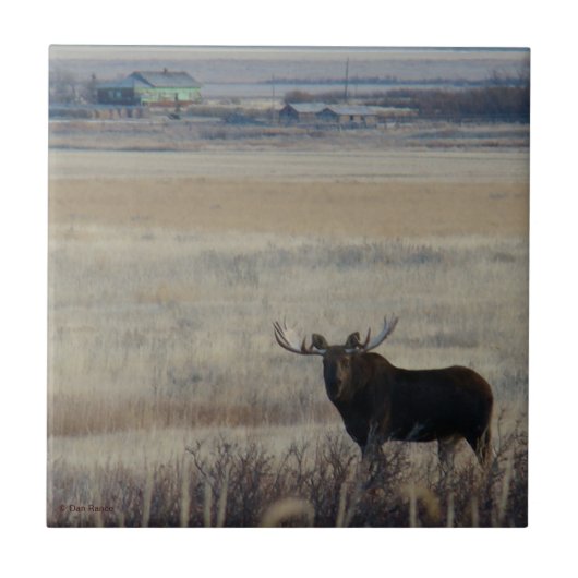 M3 eland op landbouwgrond tegeltje (Voorkant)