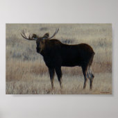 M4 Bull Moose Big Bull Poster (Voorkant)