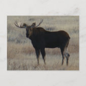 M4 Bull Moose Briefkaart (Voorkant)