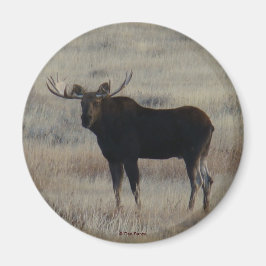 M4 Bull Moose Magneet