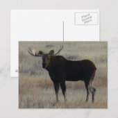 M4 eland briefkaart (Voorkant / Achterkant)