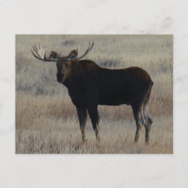 M4 eland briefkaart