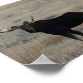 M4 Eland Grote Stier Poster (Hoek)