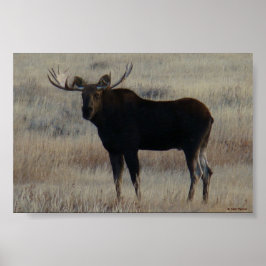 M4 Eland Grote Stier Poster