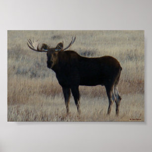 M4 Eland Grote Stier Poster