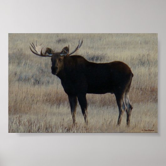 M4 Eland Grote Stier Poster (Voorkant)