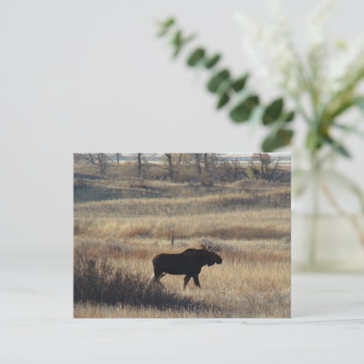 M5 Bull Moose Briefkaart (Staand voorkant)