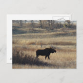 M5 Bull Moose Briefkaart (Voorkant / Achterkant)