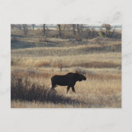 M5 Bull Moose Briefkaart