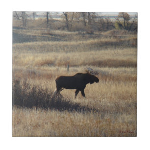 M5 Bull Moose en Zandheuvels Tegeltje