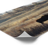 M5 Bull Moose in de zand Hills Poster (Hoek)