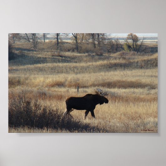 M5 Bull Moose in de zand Hills Poster (Voorkant)