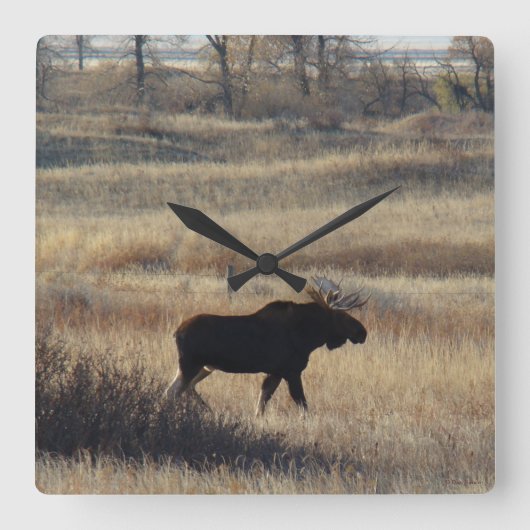 M5 Bull Moose in de zand Hills Vierkante Klok (Voorkant)