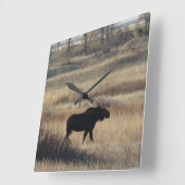 M5 Bull Moose in de zand Hills Vierkante Klok (Hoek)