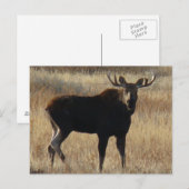 M7 Jonge Stier Eland Briefkaart (Voorkant / Achterkant)