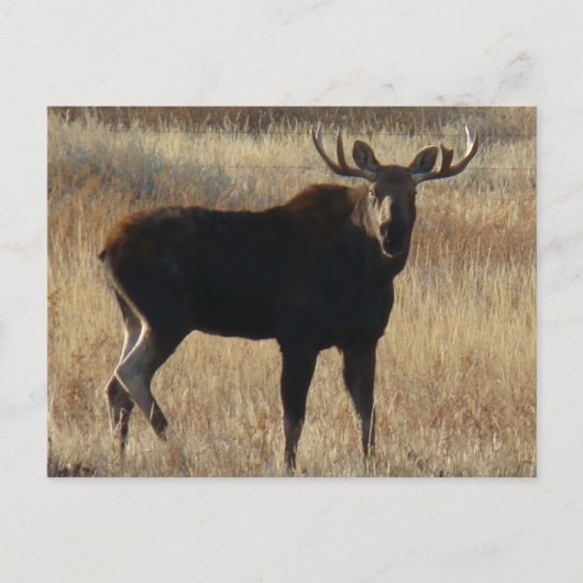 M7 Jonge Stier Eland Briefkaart (Voorkant)