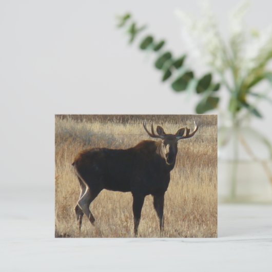 M7 Young Bull Moose Briefkaart (Staand voorkant)