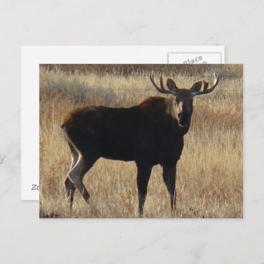 M7 Young Bull Moose Briefkaart (Voorkant / Achterkant)
