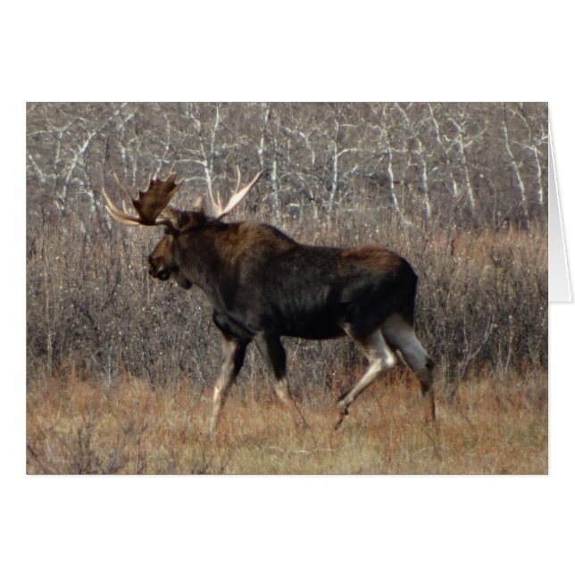 M8 Bull Moose (Voorkant Horizontaal)