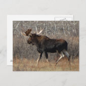 M8 Bull Moose in Scrub Brush Briefkaart (Voorkant / Achterkant)
