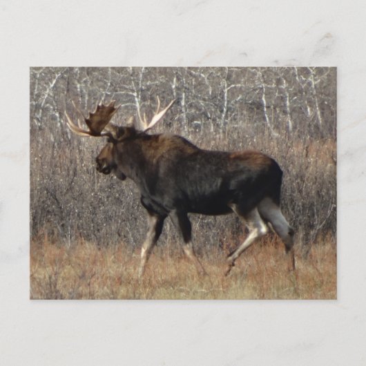 M8 Bull Moose in Scrub Brush Briefkaart (Voorkant)