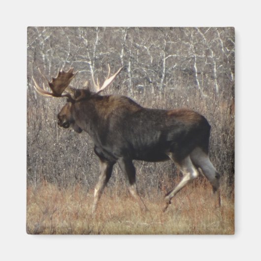 M8 Bull Moose Magneet (Voorkant)