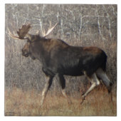 M8 Bull Moose Tegeltje (Voorkant)