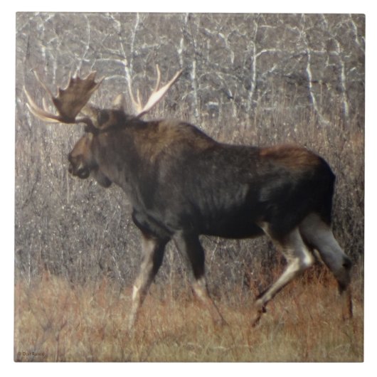 M8 Bull Moose Tegeltje (Voorkant)