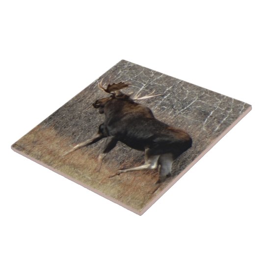 M8 Bull Moose Tegeltje (Zijkant)