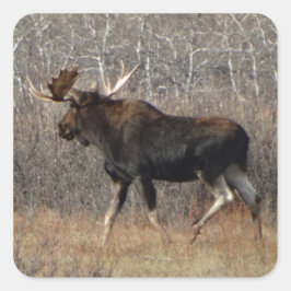 M8 Bull Moose Vierkante Sticker