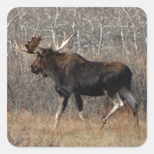 M8 Bull Moose Vierkante Sticker (Voorkant)